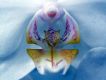image of Phalaenopsis 