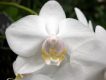 image of Phalaenopsis 