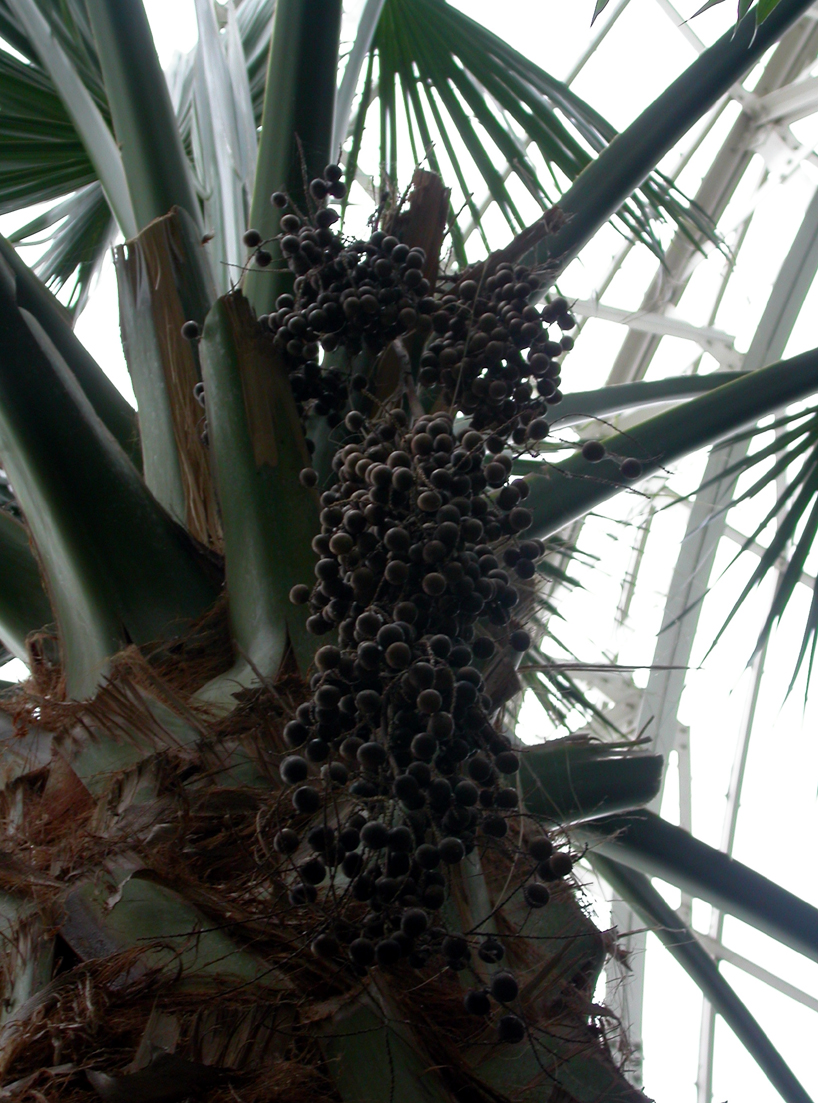 Arecaceae Sabal causiarum