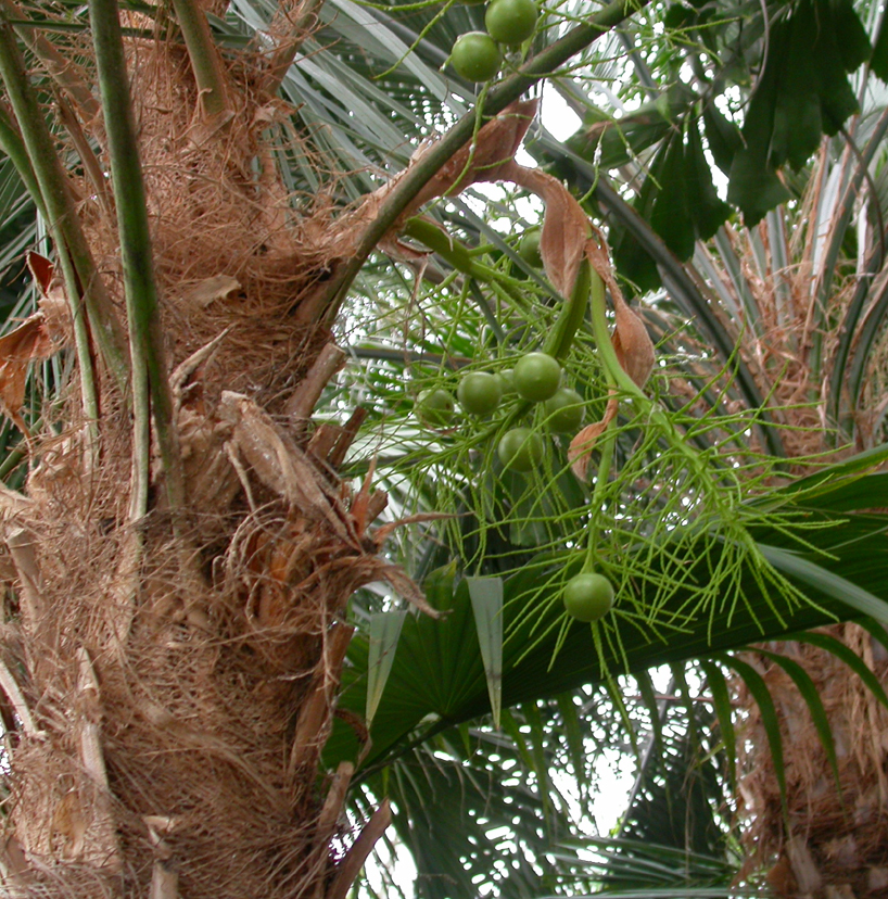 Arecaceae Schippia concolor