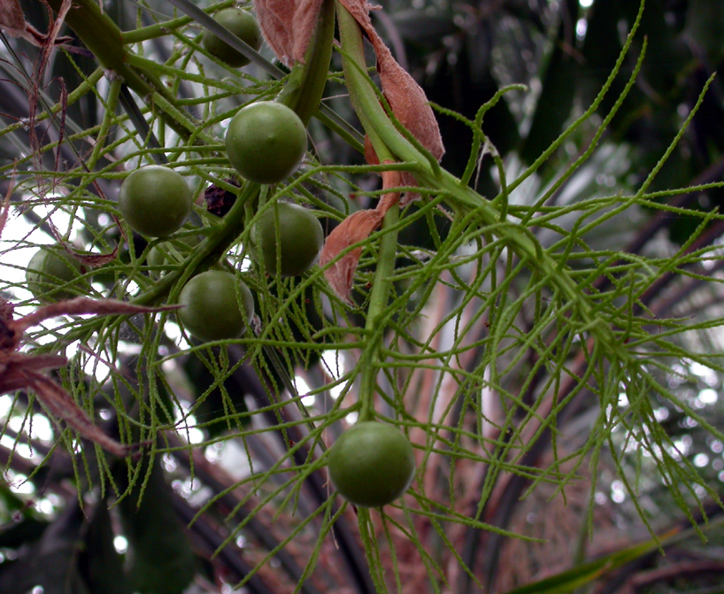 Arecaceae Schippia concolor