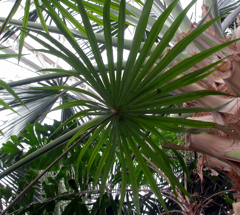 Arecaceae Schippia concolor