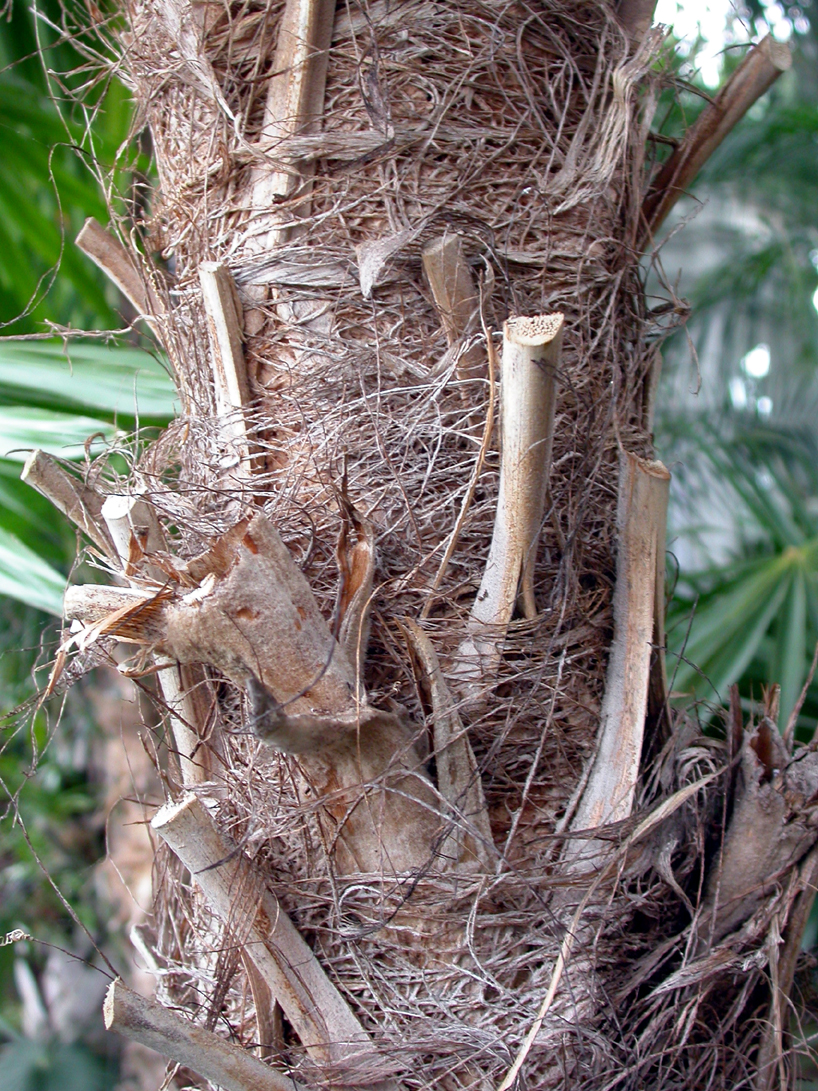 Arecaceae Schippia concolor