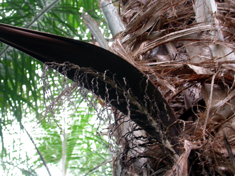 Arecaceae Syagrus coronata