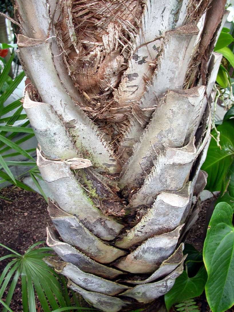 Arecaceae Syagrus coronata
