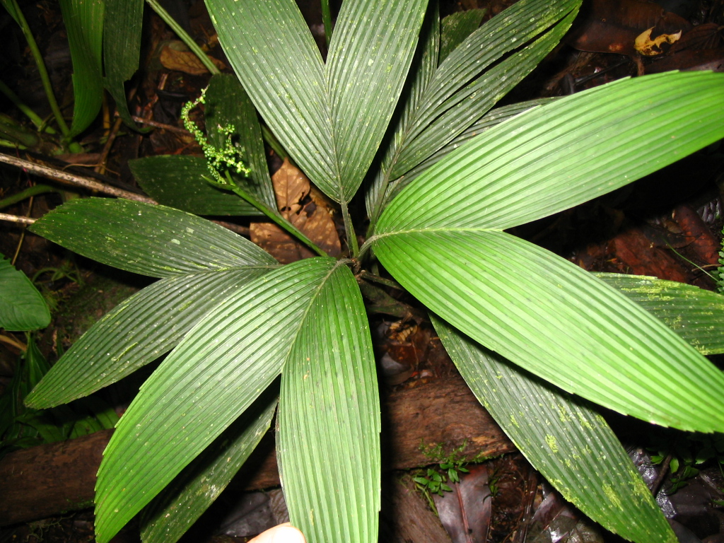 Arecaceae Chamaedorea palmeriana