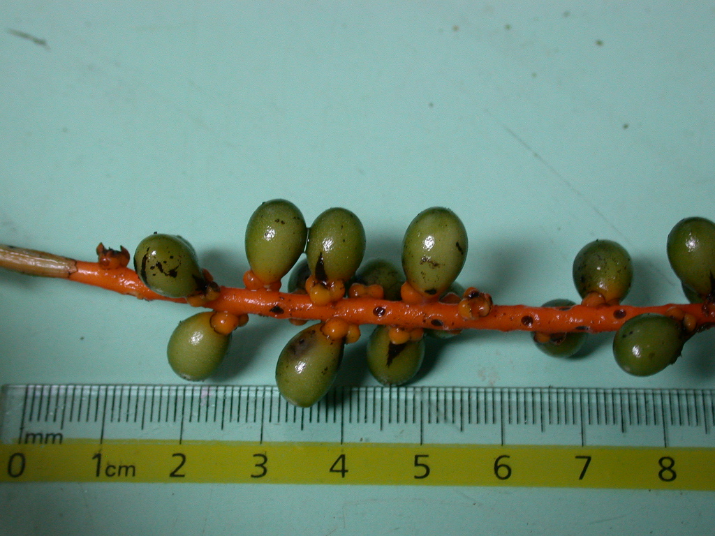 Arecaceae Chamaedorea palmeriana