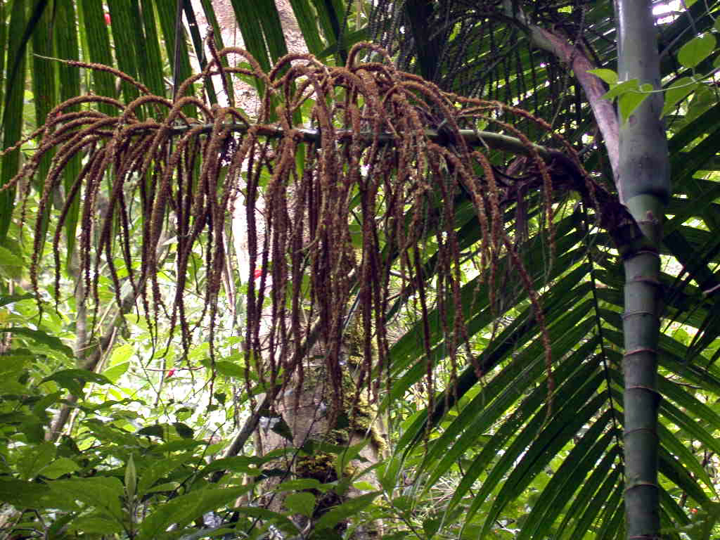 Arecaceae Chamaedorea woodsoniana