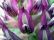 image of Astragalus 