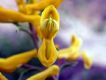 image of Corydalis aurea