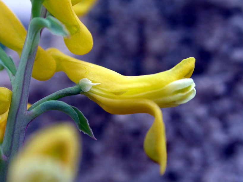 Papaveraceae Corydalis aurea