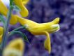 image of Corydalis aurea