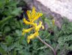 image of Corydalis aurea