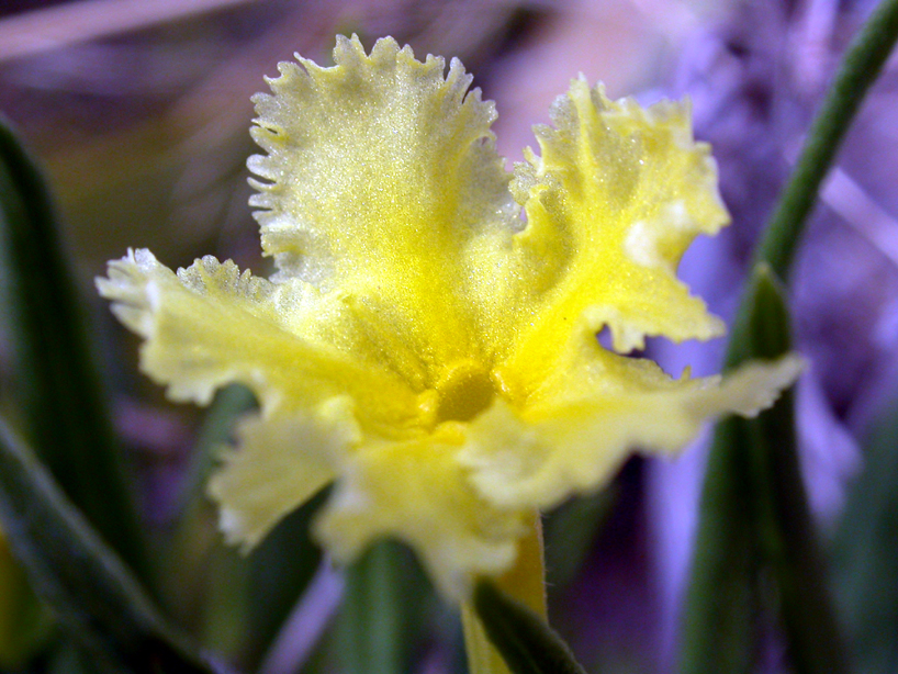 Boraginaceae Lithospermum incisum