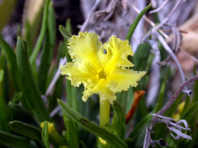 Boraginaceae Lithospermum incisum