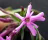 image of Verbena bipinnatifida