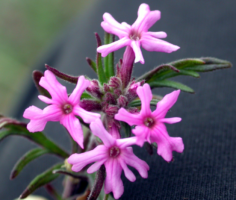 Verbenaceae Verbena bipinnatifida