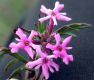 image of Verbena bipinnatifida