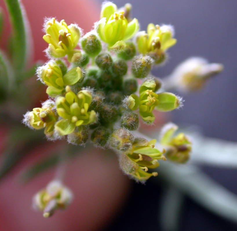Brassicaceae Descurainia pinnata
