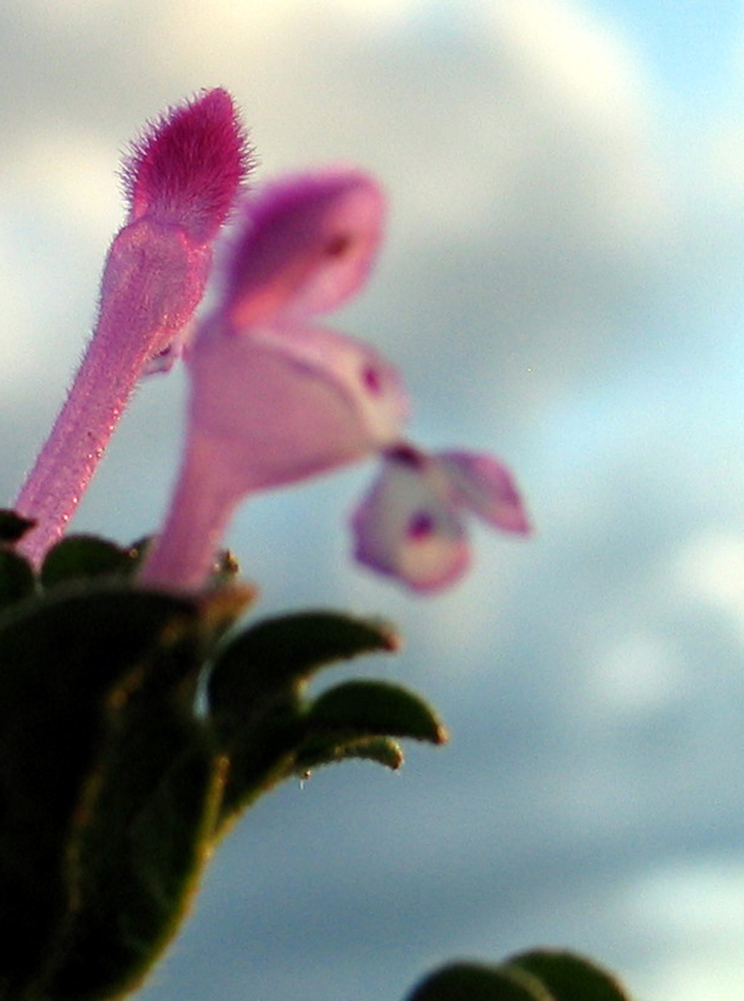Lamiaceae Lamium amplexicaule