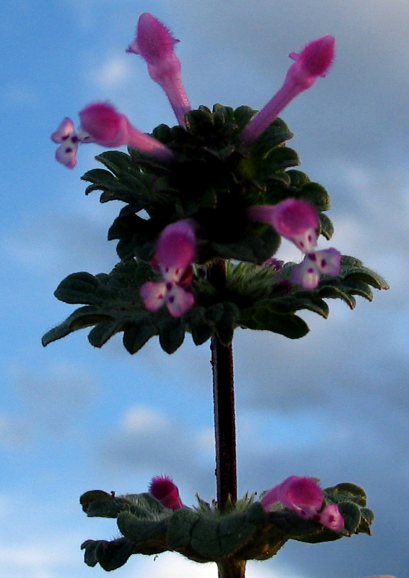Lamiaceae Lamium amplexicaule