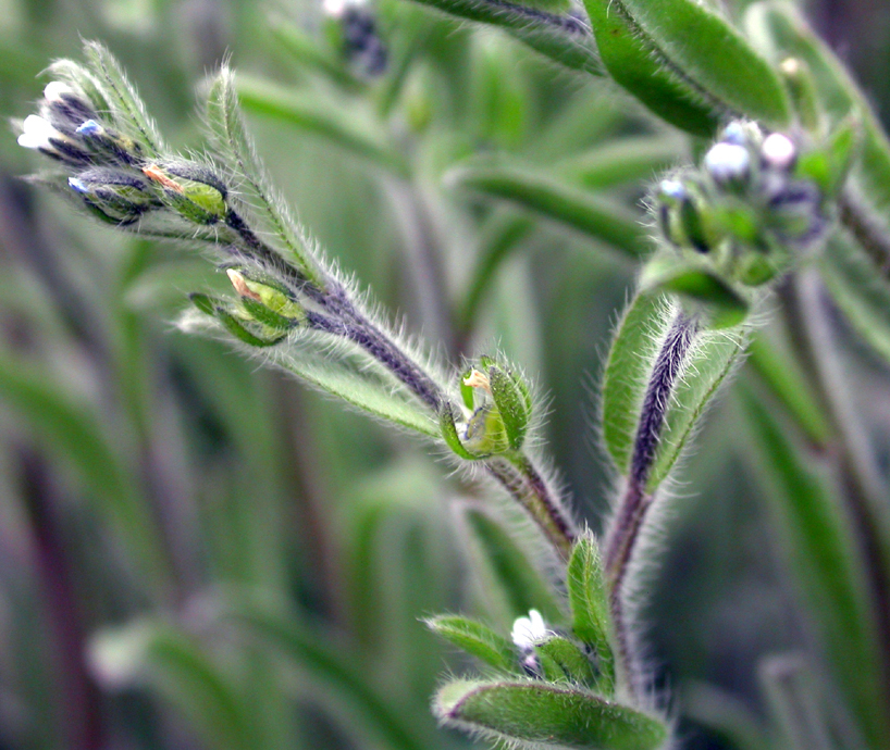 Boraginaceae Lappula 