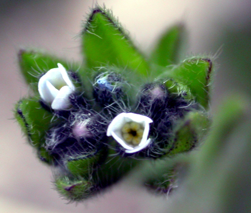 Boraginaceae Lappula 