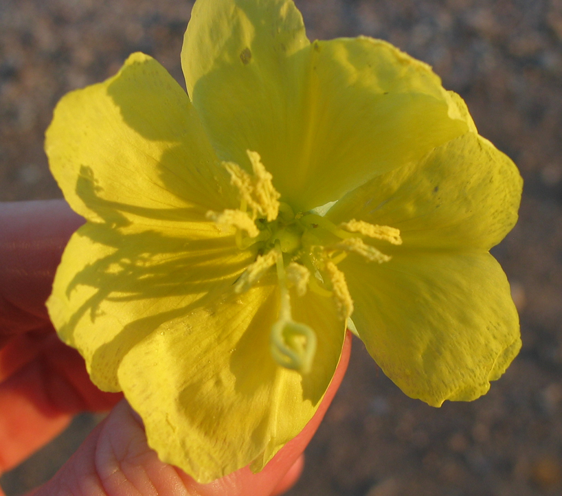 Onagraceae Oenothera 