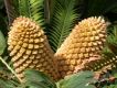 image of Encephalartos longifolius