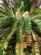 image of Encephalartos longifolius