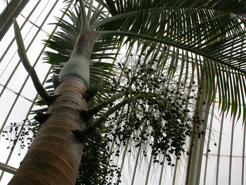 Arecaceae Hyophorbe lagenicaulis