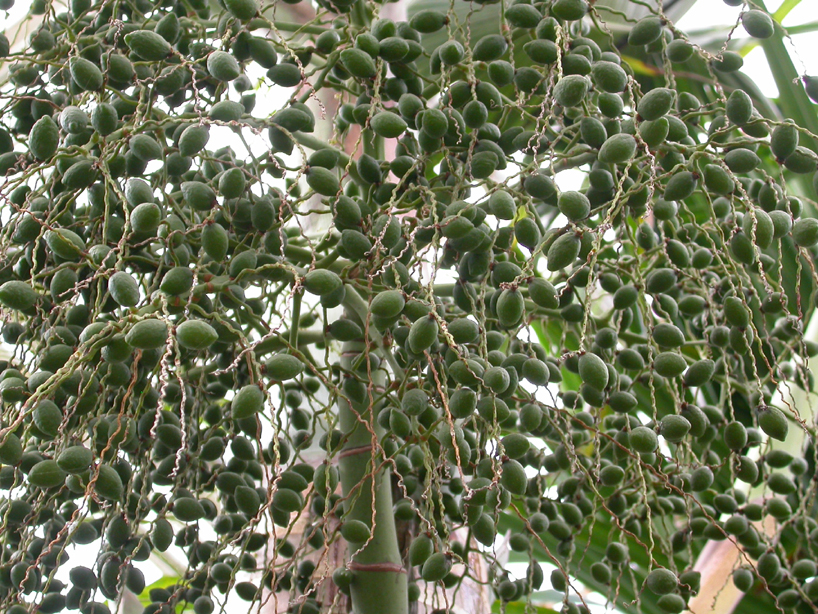 Arecaceae Hyophorbe lagenicaulis