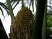 image of Lepidozamia hopei