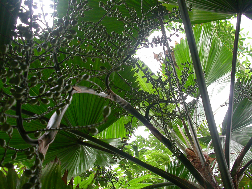 Arecaceae Licuala grandis
