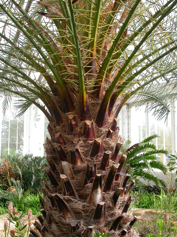 Arecaceae Phoenix neophrasii