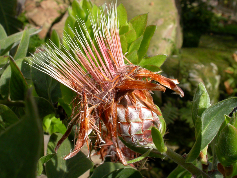 Proteaceae Protea aurea