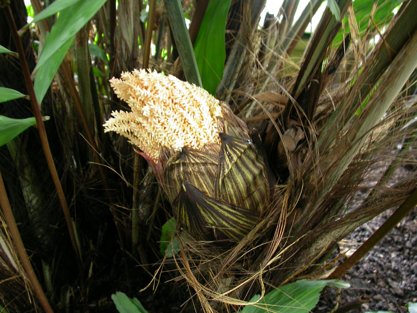 Arecaceae Wallichia densifolia