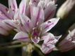 image of Allium 