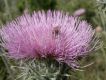 image of Cirsium neomexicanum