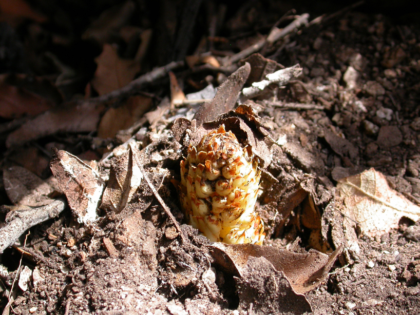 Orobanchaceae Conopholis alpina
