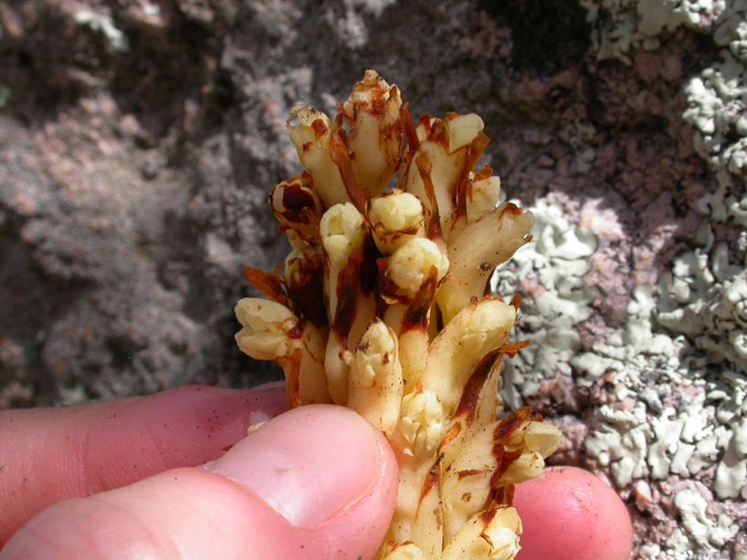 Orobanchaceae Conopholis alpina