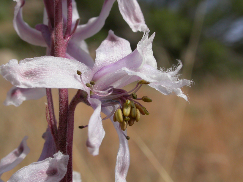 Ranunculaceae Delphinium parishii