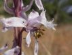 image of Delphinium parishii