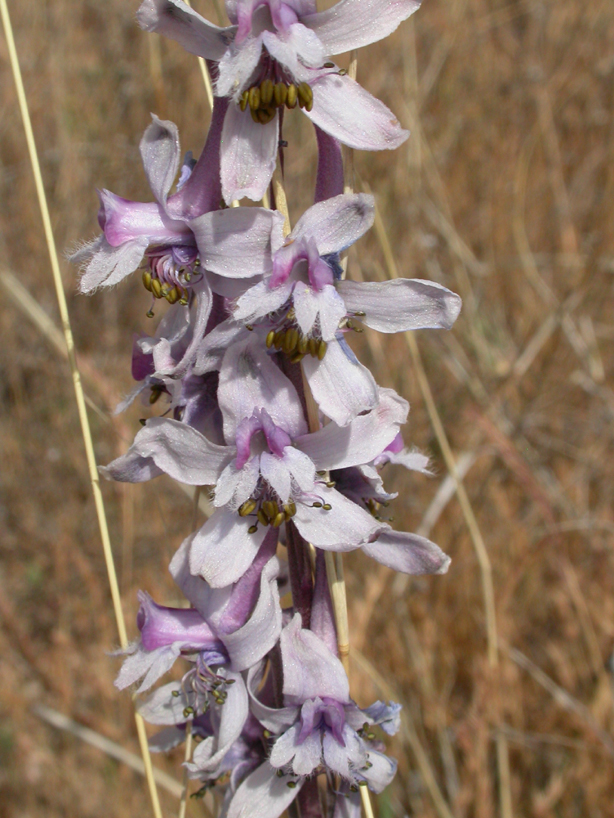 Ranunculaceae Delphinium parishii