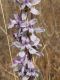 image of Delphinium parishii