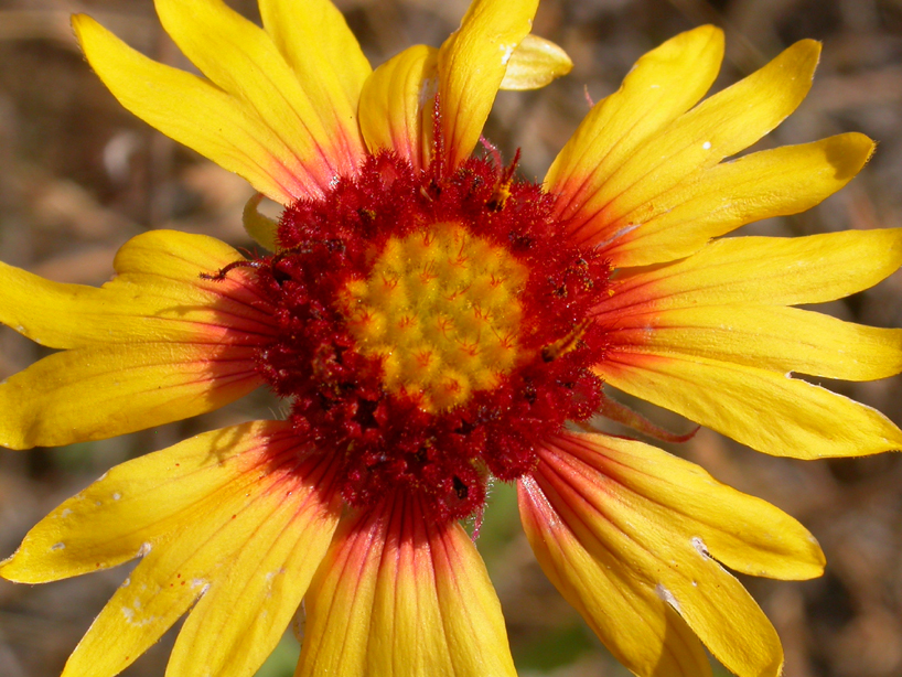 Asteraceae Gaillardia pinnatifida