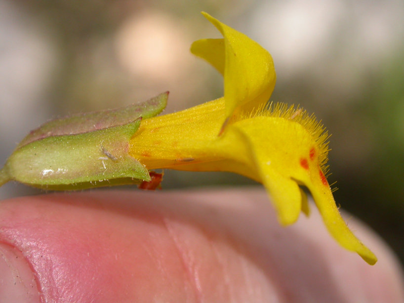 Phrymaceae Mimulus guttatus