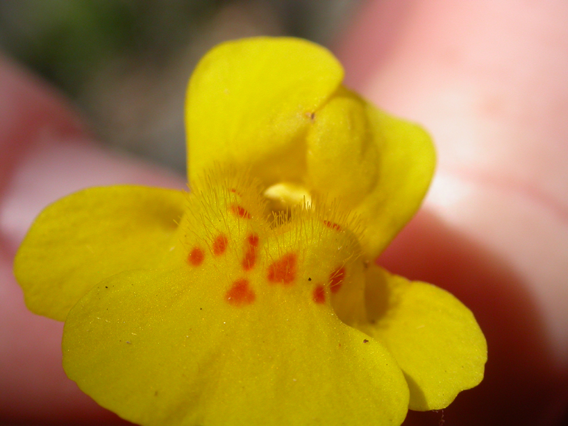 Phrymaceae Mimulus guttatus