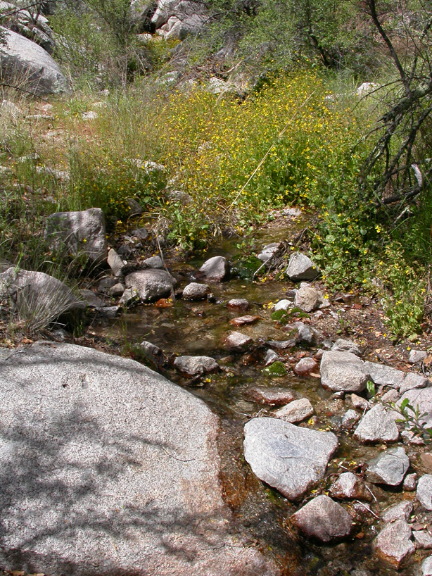 Phrymaceae Mimulus guttatus
