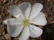 image of Oenothera caespitosa